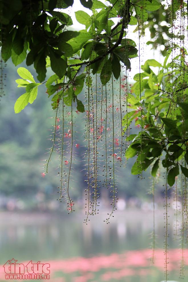 Ngẩn ngơ lộc vừng rắc thảm đỏ hồ Gươm ảnh 1
