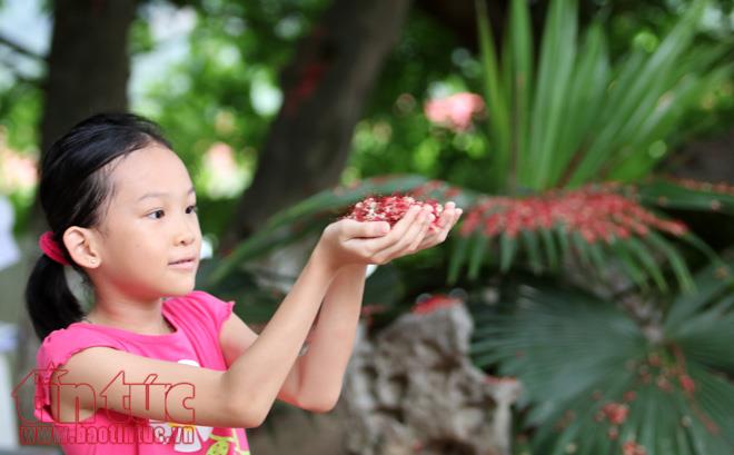 Ngẩn ngơ lộc vừng rắc thảm đỏ hồ Gươm ảnh 10