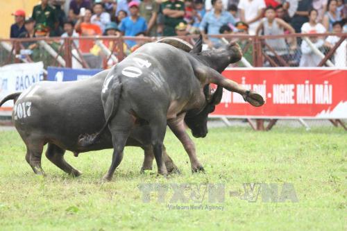 Các trận đấu vòng loại tại lễ hội. Ảnh: Hoàng Ngọc/TTXVN