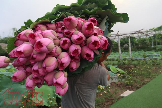 Trà sen Hồ Tây: Nét độc đáo của Thủ đô ảnh 2