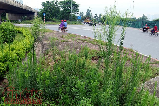 Đại lộ Thăng Long cỏ dại cao ngút đầu, ngổn ngang rác thải ảnh 1