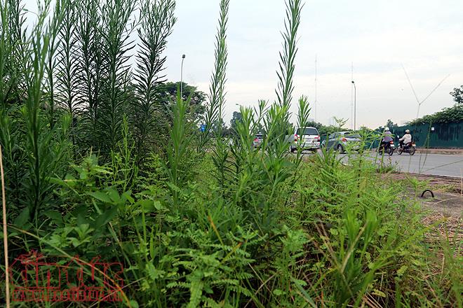Đại lộ Thăng Long cỏ dại cao ngút đầu, ngổn ngang rác thải ảnh 2
