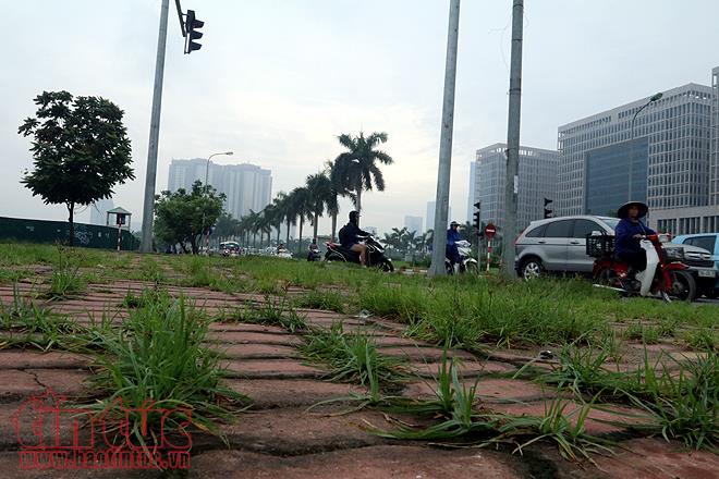 Đại lộ Thăng Long cỏ dại cao ngút đầu, ngổn ngang rác thải ảnh 3