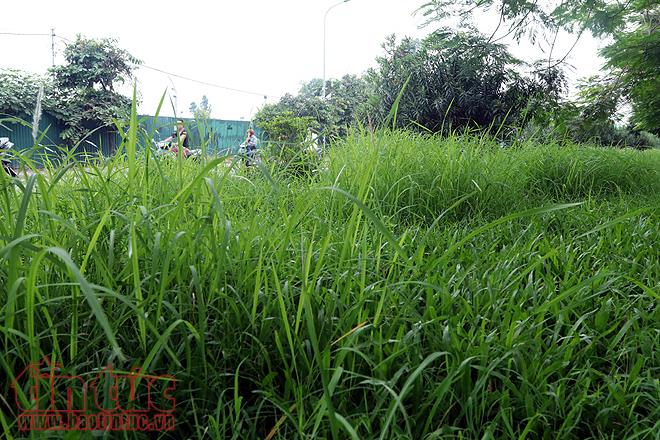 Đại lộ Thăng Long cỏ dại cao ngút đầu, ngổn ngang rác thải ảnh 4