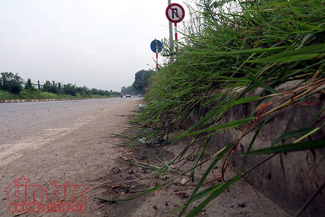 Đại lộ Thăng Long cỏ dại cao ngút đầu, ngổn ngang rác thải ảnh 7