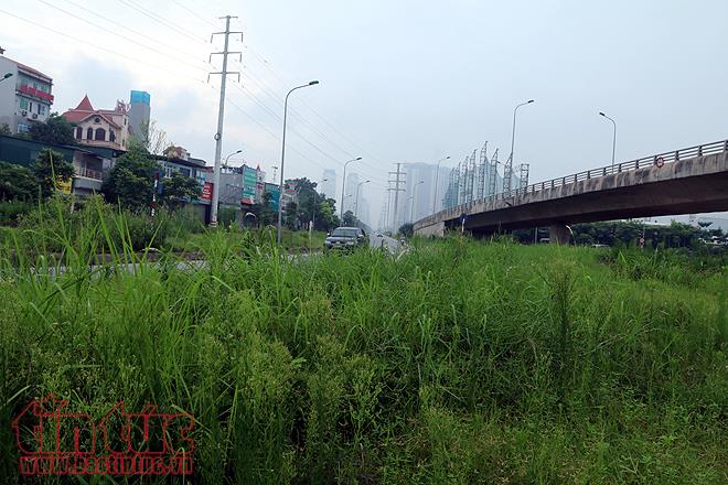 Đại lộ Thăng Long cỏ dại cao ngút đầu, ngổn ngang rác thải ảnh 8