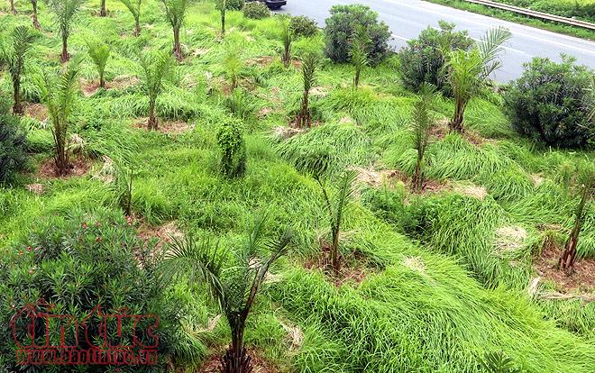 Đại lộ Thăng Long cỏ dại cao ngút đầu, ngổn ngang rác thải ảnh 11