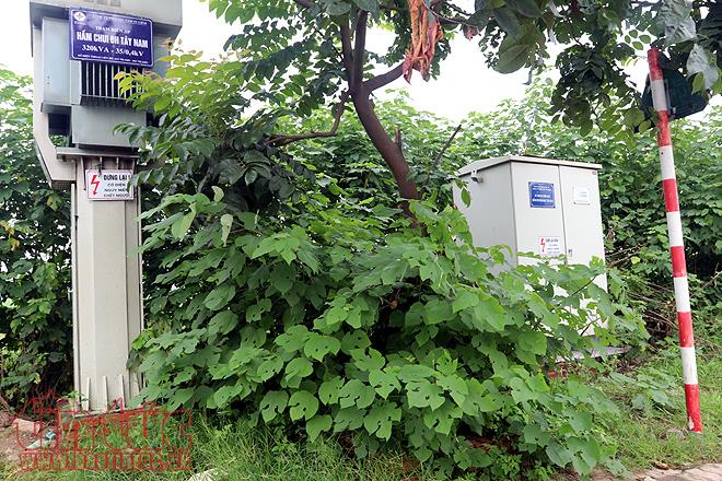 Đại lộ Thăng Long cỏ dại cao ngút đầu, ngổn ngang rác thải ảnh 12