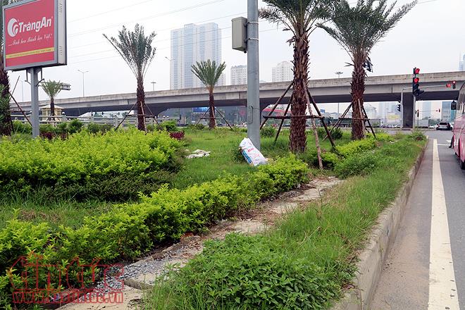 Đại lộ Thăng Long cỏ dại cao ngút đầu, ngổn ngang rác thải ảnh 14