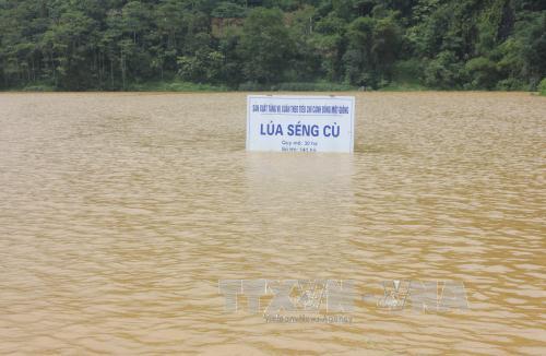 Lào Cai có mưa to, lũ các sông dâng cao ảnh 1