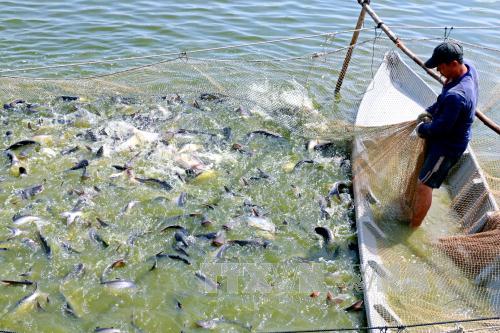 Cá tra 'mắc cạn' ở thị trường Hoa Kỳ ảnh 2