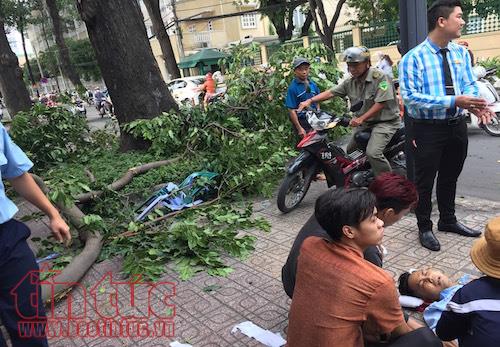 Cây xanh liên tiếp gãy đổ dù không mưa dông ảnh 1