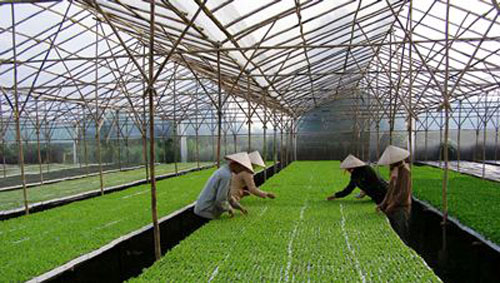 Agribank góp phần phát triển bền vững nông nghiệp ĐBSCL ảnh 1