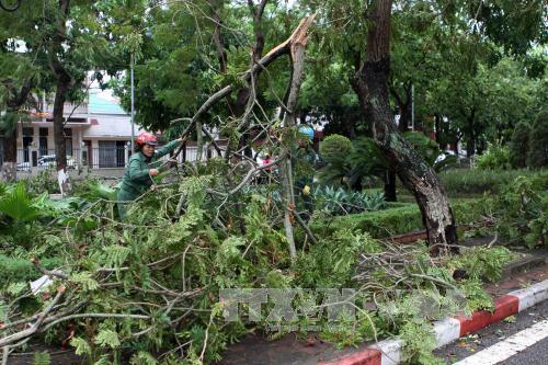 Hàng nghìn héc ta lúa, hoa màu bị ngập úng, gãy đổ do bão ảnh 1