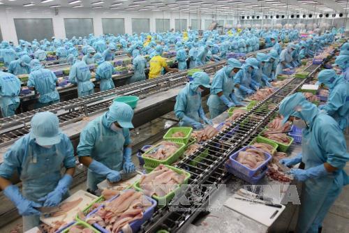 Nâng 'chất' cho cá tra xuất khẩu ảnh 1