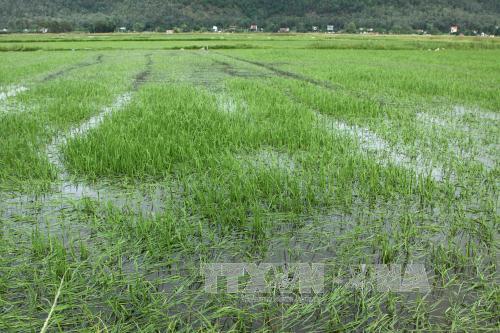 Cứu 39.000 ha lúa bị ngập do bão số 2 ảnh 1