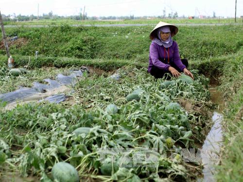 Cứu 39.000 ha lúa bị ngập do bão số 2 ảnh 2