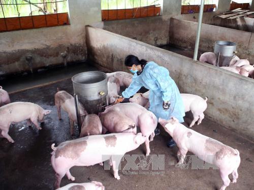Giá lợn hơi tăng mạnh, người nuôi vẫn chưa vội tăng đàn ảnh 1