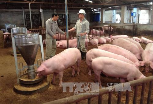 Giá lợn ở Đồng Nai tăng rồi lại giảm ảnh 1