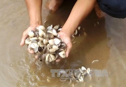 Nghêu chết hàng loạt tại Bến Tre do độ mặn giảm đột ngột ảnh 1