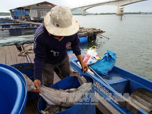 Đã tìm ra nguyên nhân cá chết trên sông Chà Và ảnh 1