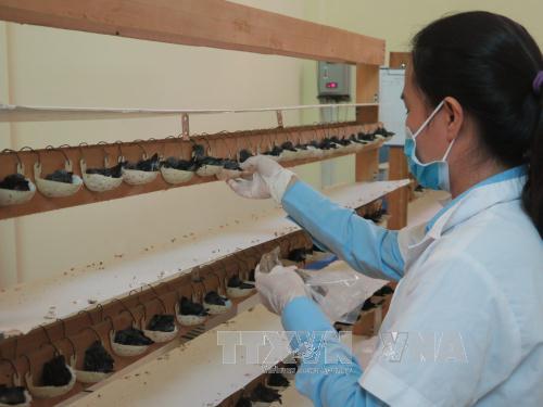 Nuôi chim yến trong nhà cho thu nhập tiền tỷ ảnh 1