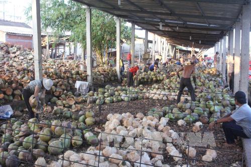 Bến Tre: Giá dừa khô nguyên liệu tăng kỷ lục ảnh 1