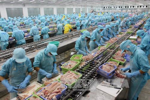 Kiểm soát chặt cá tra xuất khẩu sang Hoa Kỳ kể từ ngày 1/9 ảnh 1