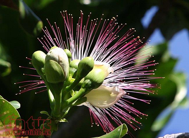 Lung linh sắc hoa bàng vuông ở Trường Sa ảnh 1