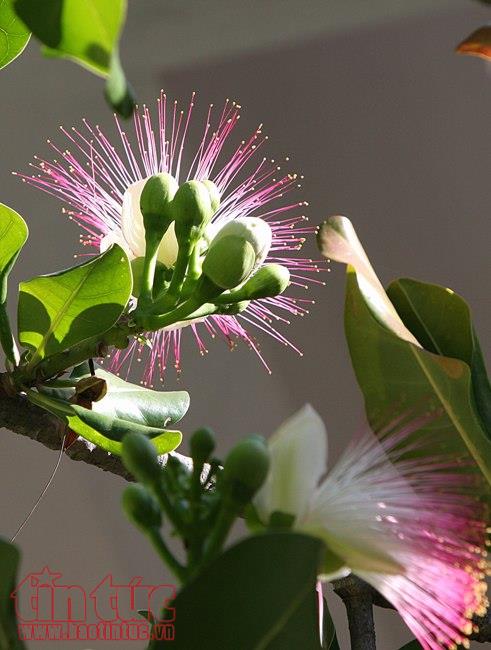 Lung linh sắc hoa bàng vuông ở Trường Sa ảnh 2