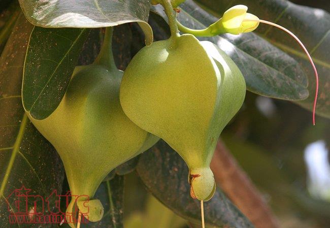 Lung linh sắc hoa bàng vuông ở Trường Sa ảnh 6