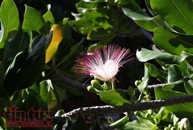 Lung linh sắc hoa bàng vuông ở Trường Sa ảnh 3