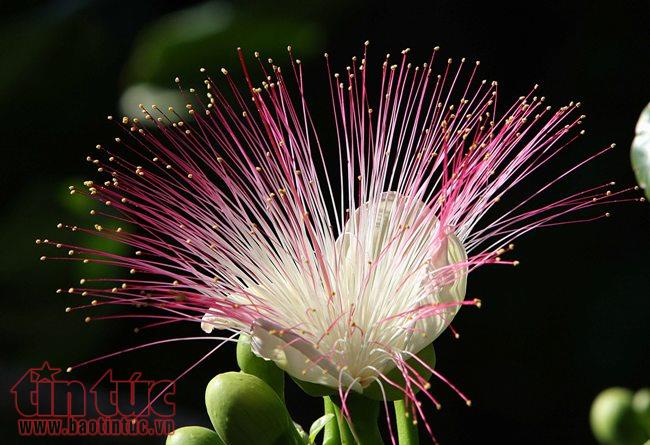Lung linh sắc hoa bàng vuông ở Trường Sa ảnh 4