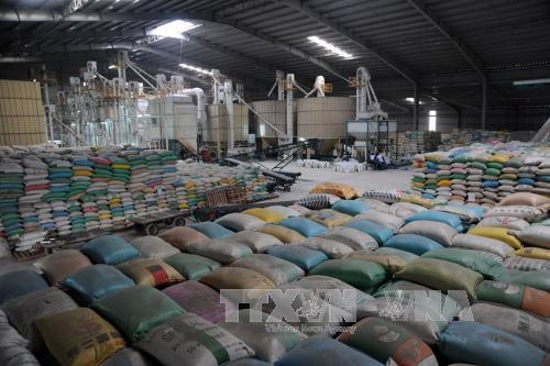 Xuất khẩu gạo dự kiến đạt 5,2 triệu tấn ảnh 1