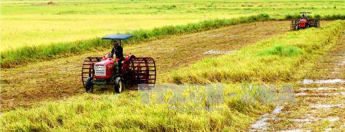 Cải cách ngành lúa gạo theo định hướng thị trường ảnh 1