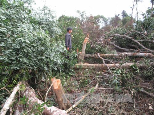 Đắk Nông: Gần 2 ha rừng nguyên sinh bị phá trắng trong một đêm ảnh 2