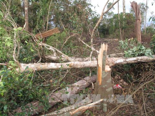 Đắk Nông: Gần 2 ha rừng nguyên sinh bị phá trắng trong một đêm ảnh 1