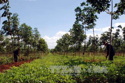 Huyện vùng biên Kon Tum phá thế độc canh cao su ảnh 1