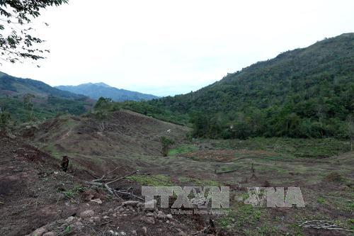 Cơ bản ngăn chặn tình trạng phá rừng ở Mường Nhé, Điện Biên ảnh 2
