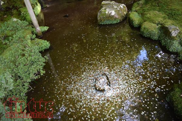Chiêm ngưỡng ba ngôi chùa nổi tiếng ở cố đô Kyoto ảnh 7