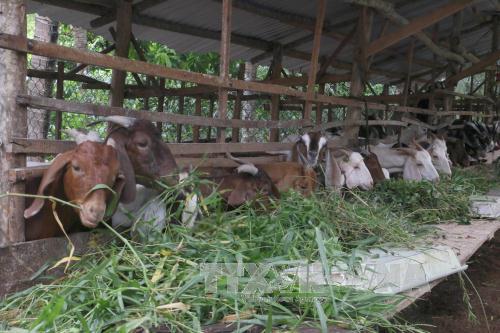 Nuôi dê cho thu nhập cao ảnh 1