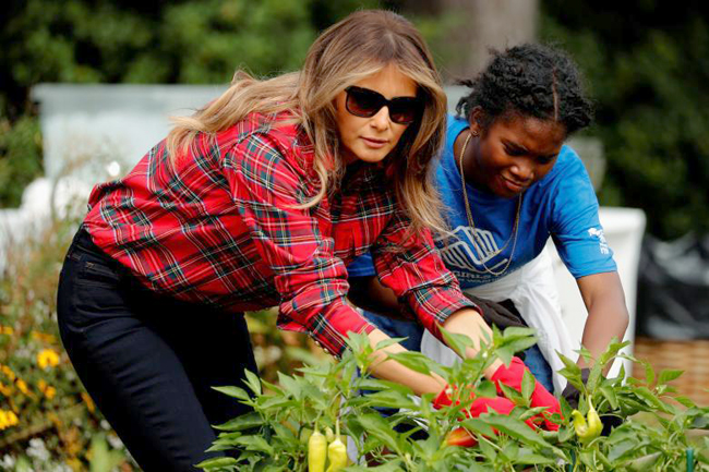 Đệ nhất phu nhân Melania Trump xắn tay làm vườn 'di sản' của bà Obama ảnh 2