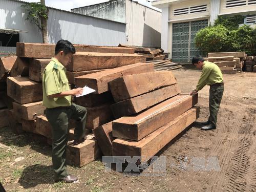 Kon Tum phát hiện 2 điểm tập kết gỗ lậu tại xã Đăk Trăm ảnh 1