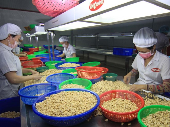 Ngành điều đối mặt với nguy cơ thiếu nguyên liệu trầm trọng ảnh 1