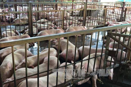 Yêu cầu tiêu hủy hơn 5.000 con lợn bị tiêm thuốc an thần tại Củ Chi ảnh 1