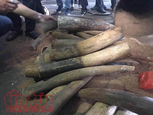 Khởi tố vụ buôn lậu hơn 1,3 tấn ngà voi trong thùng phuy nhựa đường ảnh 2