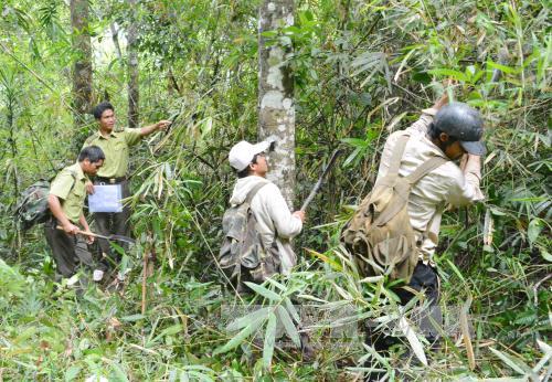 Thu gần 1.100 tỷ đồng dịch vụ môi trường rừng ảnh 1