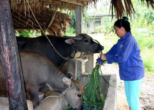 Hiệu quả từ vốn vay chính sách cho đồng bào vùng cao Yên Bái ảnh 2