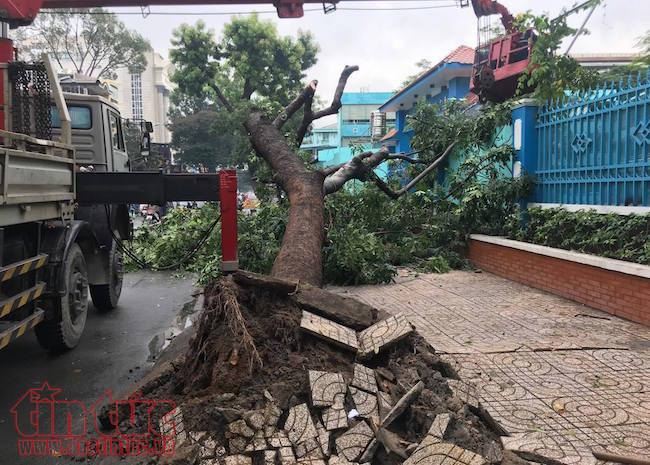 TP Hồ Chí Minh ngập nước, kẹt xe, cây đổ sau trận mưa suốt đêm ảnh 9