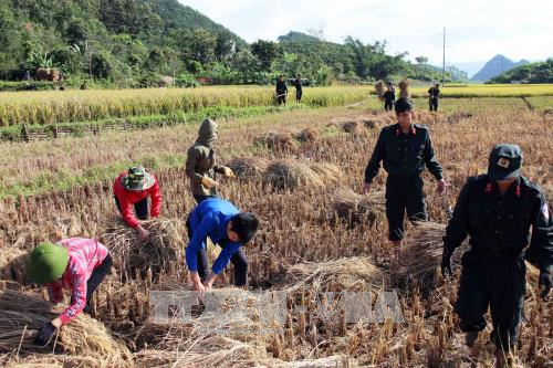 Cảnh sát cơ động Sơn La giúp bà con thu hoạch lúa ảnh 1